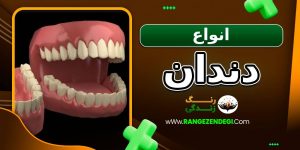 انواع دندان