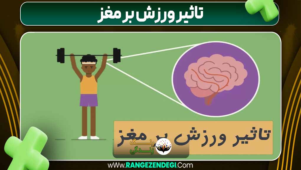 تاثیر ورزش بر مغز | رنگ زندگی تاثیر ورزش بر مغز